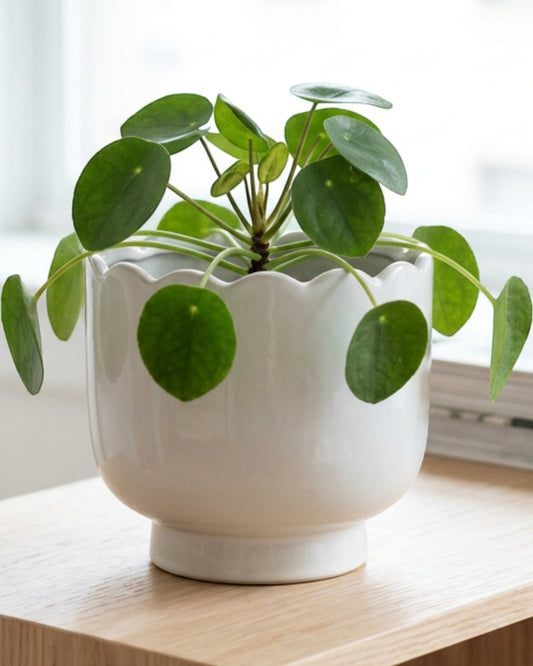 Kext Scallop Edge Ceramic Cachepot Cloud 6.5 in